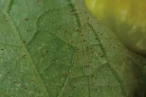 茶黄螨的防治方法和措施是啥,茶黄螨的防治方法插图2
