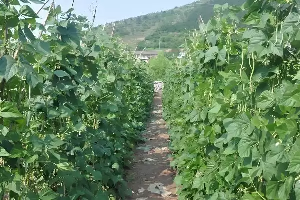 秋豆角在北方通常何时进行种植？插图2