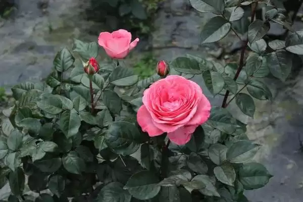 春天玫瑰花需要进行剪枝吗及好,春天玫瑰花需要剪枝吗插图3