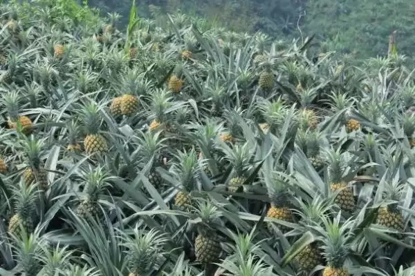 菠萝是长在地上还是树上的呢,菠萝长在地上还是树上插图3