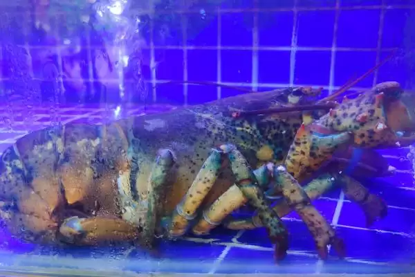 波士顿龙虾具有哪些特点呢,波士顿龙虾的特点插图3