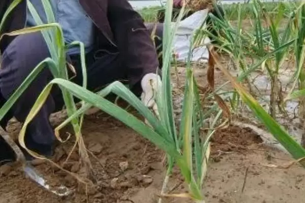 大蒜红叶是什么原因导致的,大蒜红叶的原因插图1 大蒜红叶是什么原因导致的,大蒜红叶的原因插图1