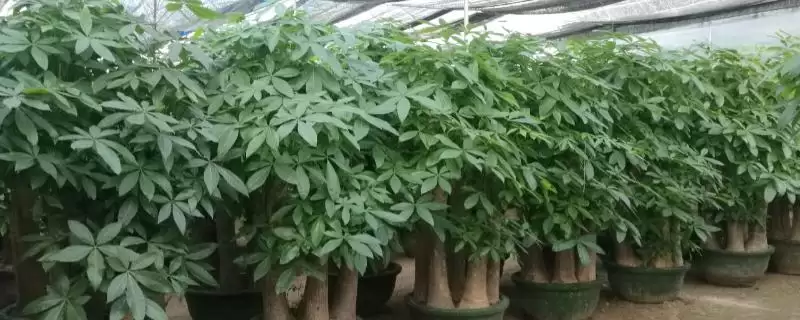 发财树的植物属性,发财树是一种怎样的常绿乔木植物-会东网