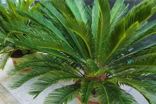 菠萝铁树的夏季养殖技巧有哪些呢,菠萝铁树的夏季养殖技巧插图6