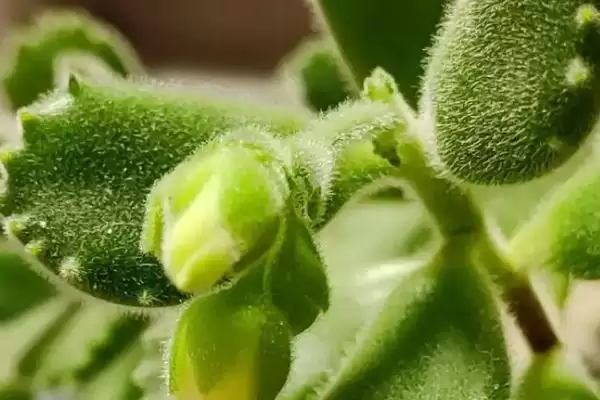 多肉植物种类划分,多肉植物有哪些常见的种类类型划分插图3