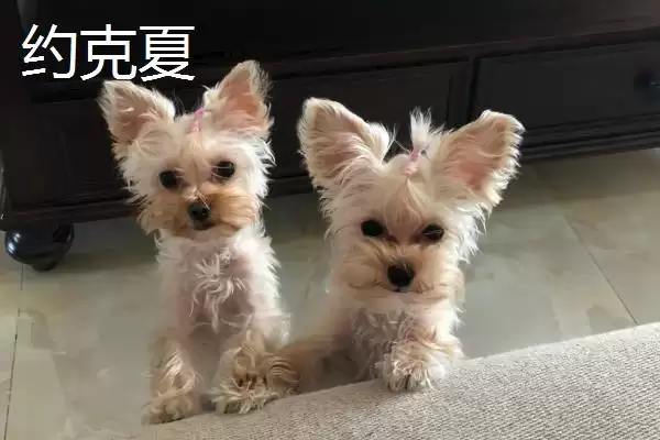 不掉毛的狗狗有哪些品种呢,不掉毛的狗狗品种插图4 不掉毛的狗狗有哪些品种呢,不掉毛的狗狗品种插图4