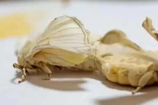 蚕羽化成蛾后能存活多少天呢,蚕羽化成蛾能存活多少天插图4 蚕羽化成蛾后能存活多少天呢,蚕羽化成蛾能存活多少天插图4
