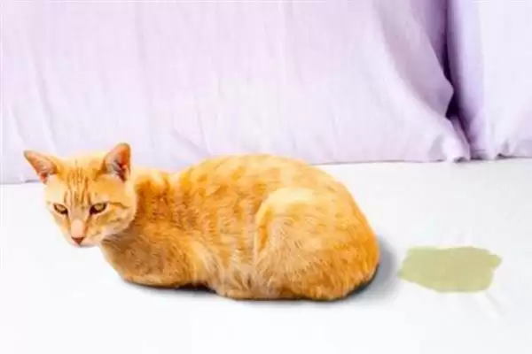 去除猫尿骚味选何吸味猫砂？插图6