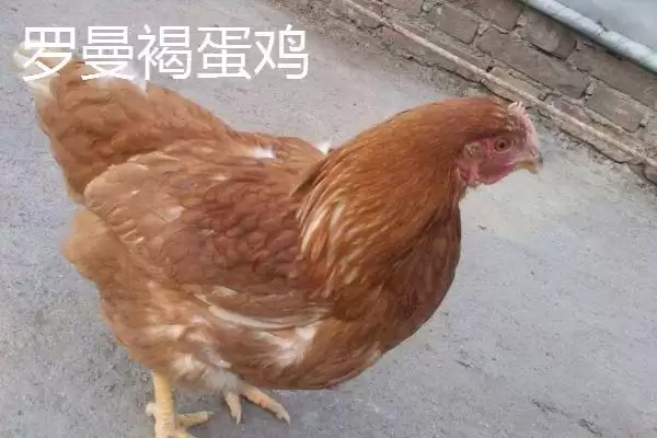 产蛋率高的母鸡有哪些品种呢,产蛋率高的母鸡品种插图5