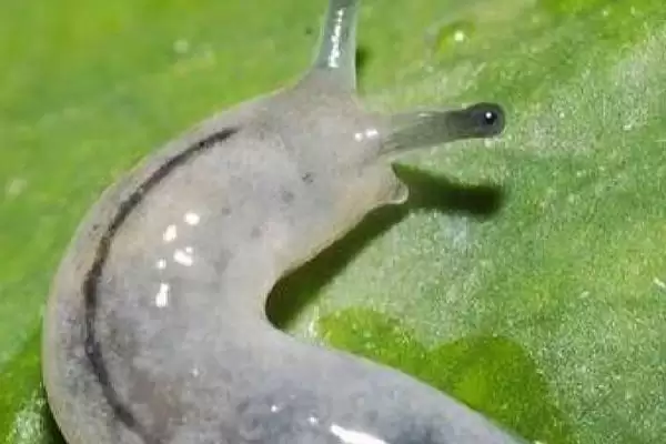 鼻涕虫是怎么形成的呢,鼻涕虫是怎么形成的插图1