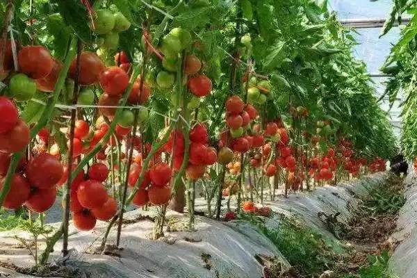 大棚西红柿产量低的原因是什么,大棚西红柿产量低的原因插图1