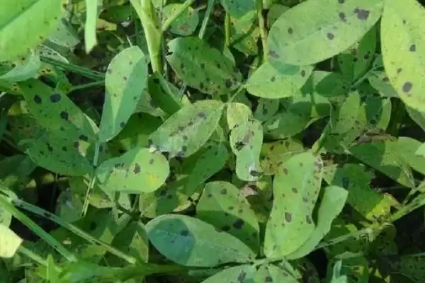 花生常见虫害蛴螬棉铃虫蚜虫类型全解析插图13