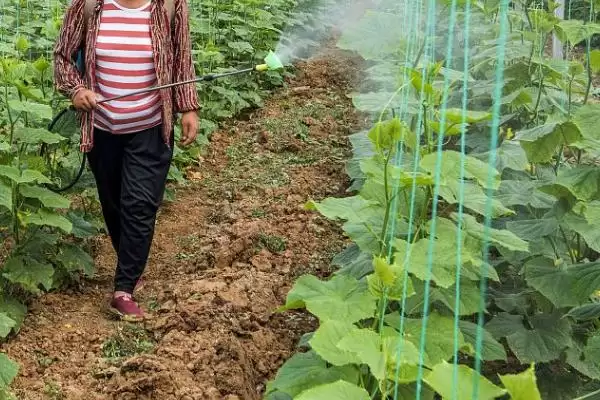 吃黄瓜叶的飞虫是什么和种类呢,吃黄瓜叶的飞虫是什么插图6