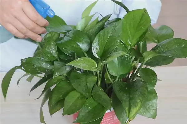 绿萝在春季隔多久浇一次水比较合适？插图8