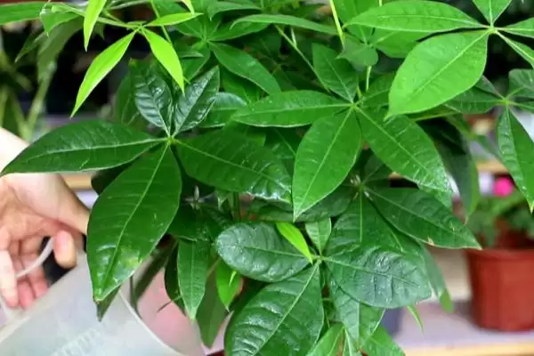 发财树的植物属性,发财树是一种怎样的常绿乔木植物插图2