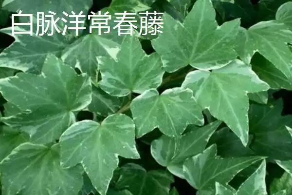 常春藤有哪些常见的品种呢,常春藤的品种插图5