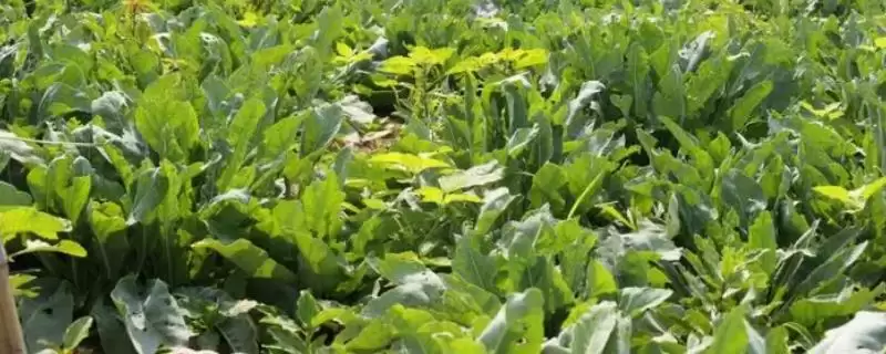 板蓝根的种植技术和方法是怎样呢,板蓝根种植技术-会东网
