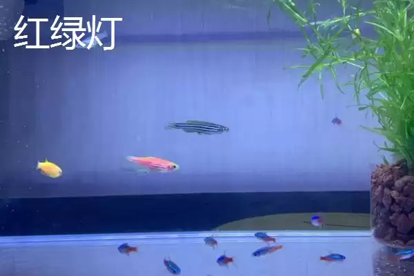 宝莲灯鱼与红绿灯鱼有何区别呢,宝莲灯鱼与红绿灯区别插图2 宝莲灯鱼与红绿灯鱼有何区别呢,宝莲灯鱼与红绿灯区别插图2