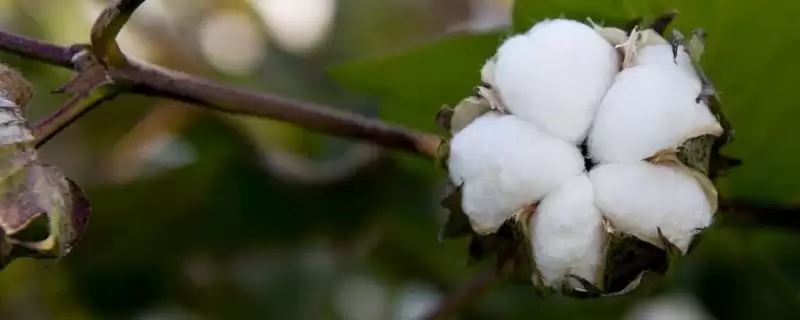 全生育期135天左右冀丰4号棉花种子全介绍-会东网