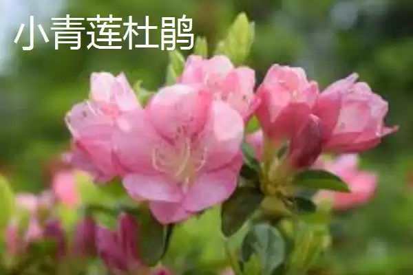 杜鹃花的分类情况,杜鹃花的分类有哪些常见的种类插图9