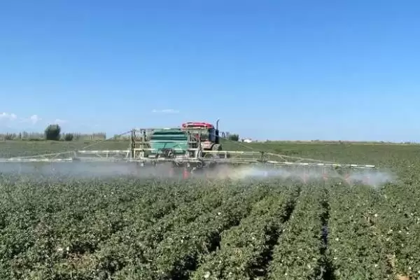 常用氟节胺矮壮素多效唑棉花免打顶剂药种类插图8