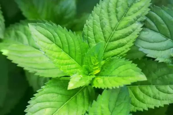 薄荷与猫薄荷有哪些方面的区别呢,薄荷与猫薄荷有什么区别插图3