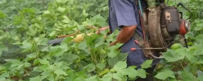 常用氟节胺矮壮素多效唑棉花免打顶剂药种类-会东网