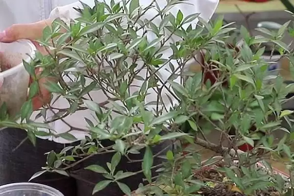 丁香花的植物基本介绍,丁香花是怎样的落叶灌木或小乔木插图2