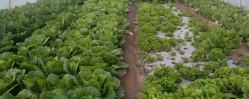 如何避免大棚蔬菜出现弱光症,大棚蔬菜弱光症的避免措施-会东网