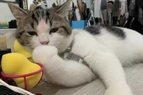 对猫毛过敏者养猫情况,对猫毛过敏的人能不能进行养猫插图3 对猫毛过敏者养猫情况,对猫毛过敏的人能不能进行养猫插图3