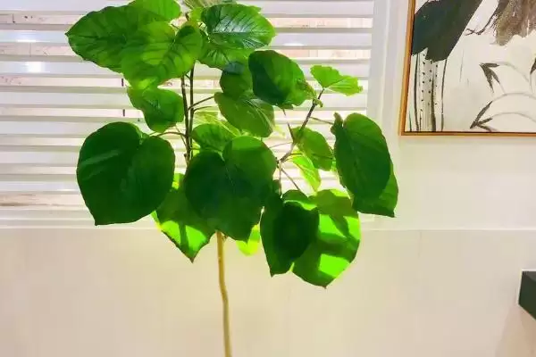 倒心形叶子的植物种类,倒心形叶子植物有哪些常见的种类插图6