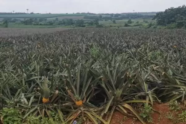 菠萝是长在地上还是树上的呢,菠萝长在地上还是树上插图4