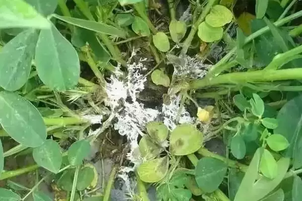 花生常见虫害蛴螬棉铃虫蚜虫类型全解析插图11