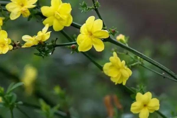 冬天迎春花的耐寒情况,冬天室外的迎春花会被冻死吗插图2