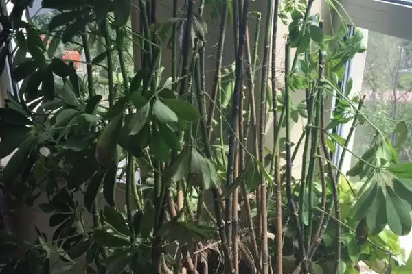 发财树发芽可能性,发财树只剩下树干还能不能再次发芽插图7 发财树发芽可能性,发财树只剩下树干还能不能再次发芽插图7