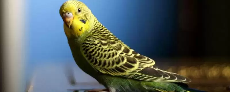 冬天虎皮鹦鹉笼舍垫棉絮保暖详细方法全解析-会东网