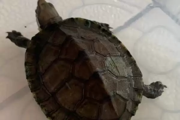 擦药时怎样让乌龟伸出头呢,擦药时如何让乌龟伸出头插图2 擦药时怎样让乌龟伸出头呢,擦药时如何让乌龟伸出头插图2