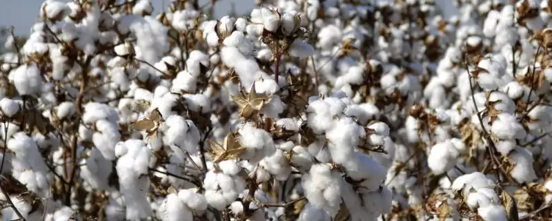 选好品种是棉花抗逆高产培育方法首要要点-会东网