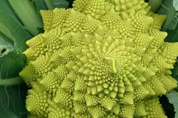 宝塔花椰菜的育苗技术要点有哪些呢,宝塔花椰菜的育苗技术要点插图2 宝塔花椰菜的育苗技术要点有哪些呢,宝塔花椰菜的育苗技术要点插图2