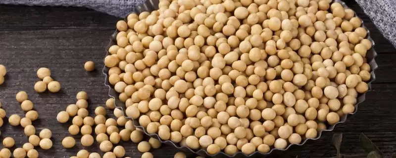 滇大豆3号品种的特性,滇大豆3号大豆品种有何特性要求-会东网