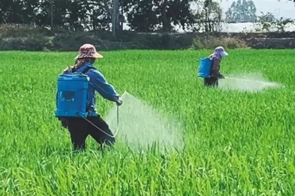 毒死蜱的使用方法量,毒死蜱使用方法和用量有何不同插图3