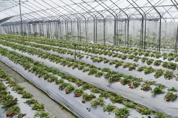 冬季蔬菜大棚放风原因,冬季蔬菜大棚需要放风的原因是什么插图6 冬季蔬菜大棚放风原因,冬季蔬菜大棚需要放风的原因是什么插图6