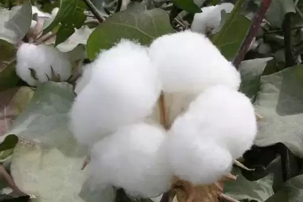 露地直播4月中下旬播种铜杂411棉花种子插图3