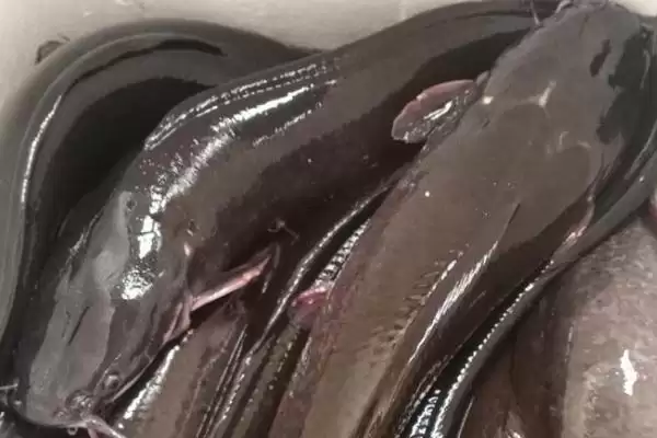 大口鲶鱼具有哪些特点呢,大口鲶鱼的特点插图2