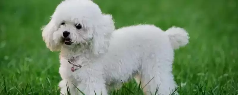不掉毛的狗狗有哪些品种呢,不掉毛的狗狗品种插图 不掉毛的狗狗有哪些品种呢,不掉毛的狗狗品种插图