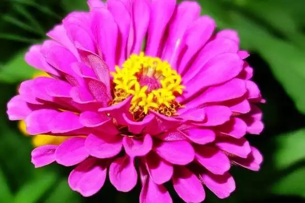 百日草花语传说,百日草有什么花语与传说故事插图2