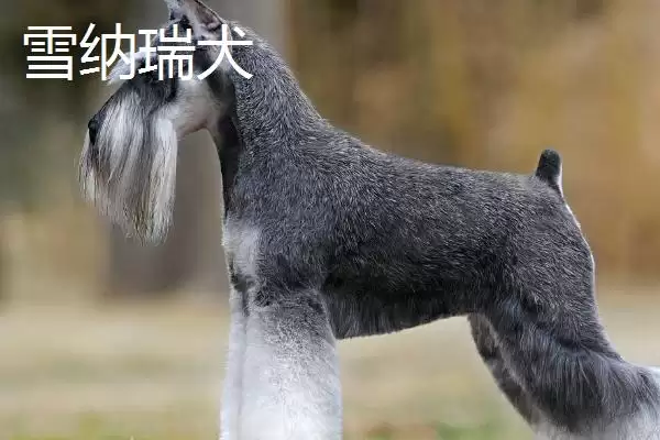 不掉毛的狗狗有哪些品种呢,不掉毛的狗狗品种插图3 不掉毛的狗狗有哪些品种呢,不掉毛的狗狗品种插图3