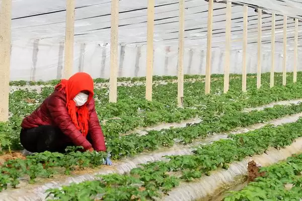大棚土豆的种植方法是怎样的,大棚土豆怎么种植插图3