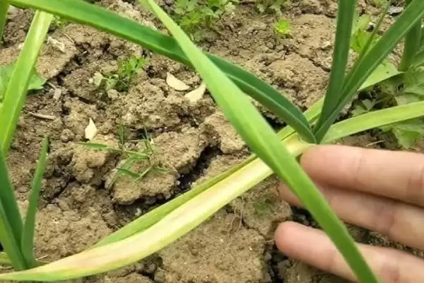 大蒜红叶是什么原因导致的,大蒜红叶的原因插图2 大蒜红叶是什么原因导致的,大蒜红叶的原因插图2