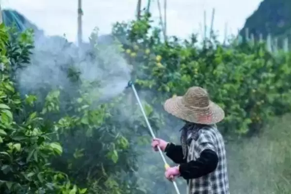 苯醚甲环唑能防治哪些对象呢,苯醚甲环唑的防治对象插图1